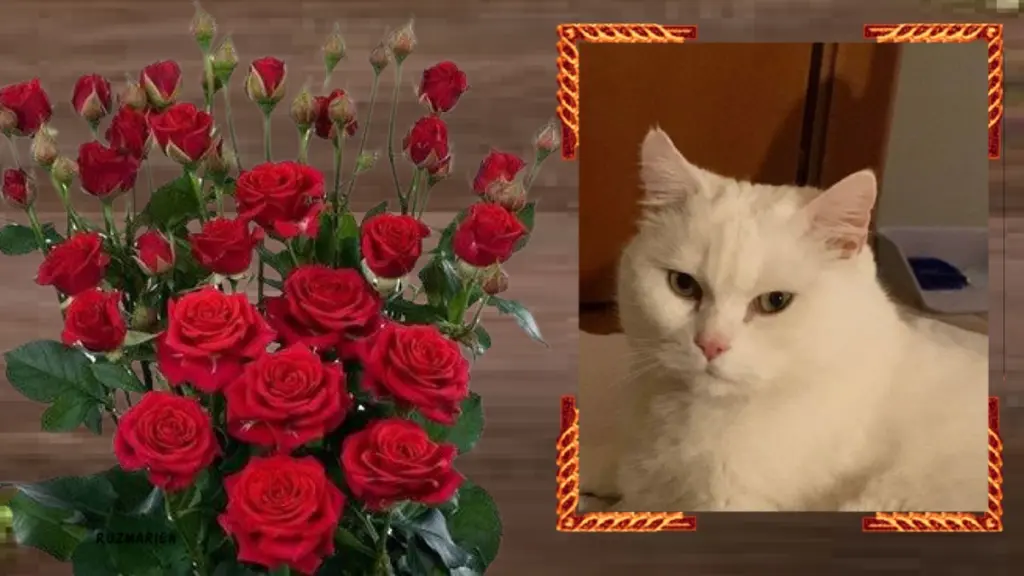 Condolence image of Andrea mit Minki im ♥️