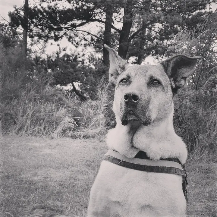 Image from Nero