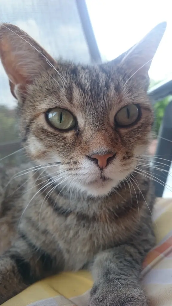 Image from Kitty