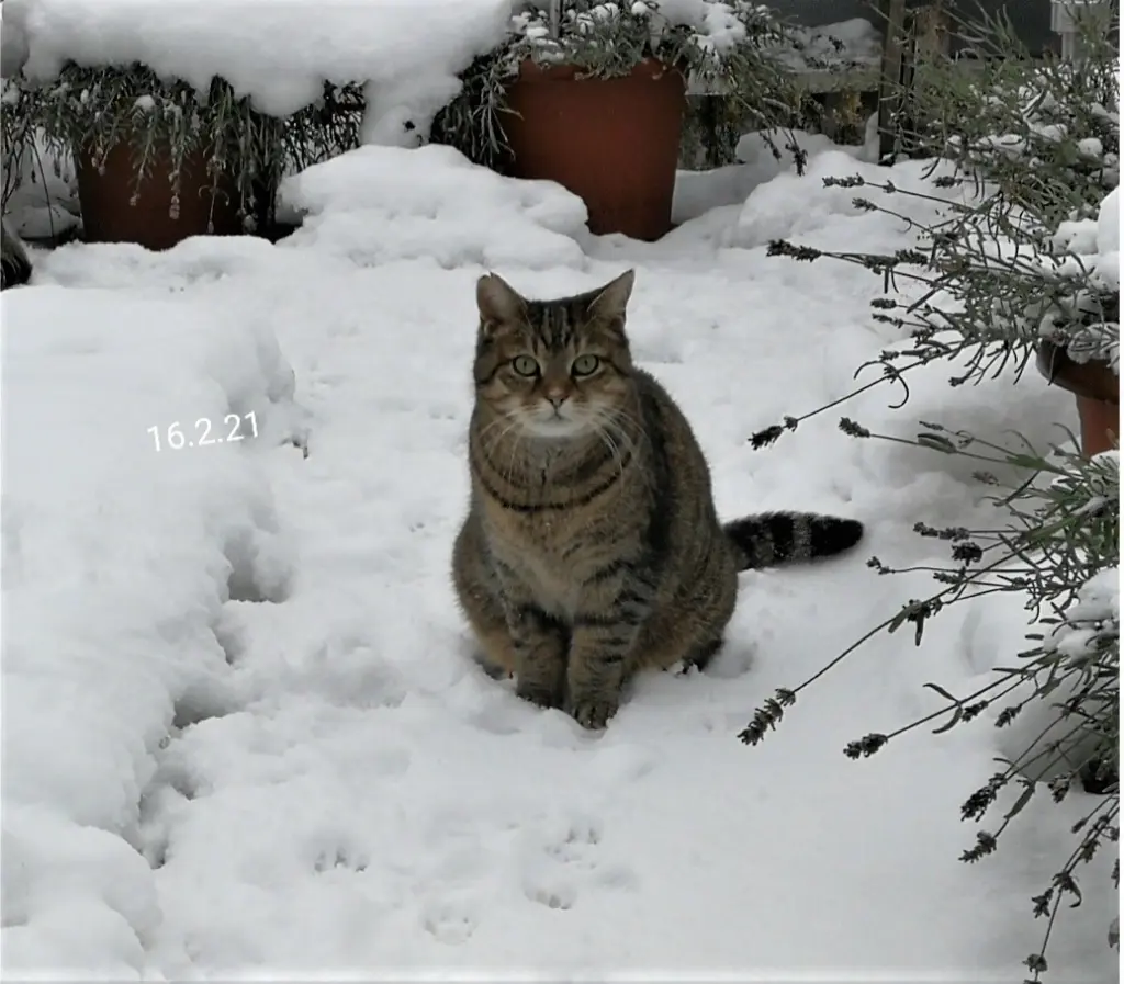 Image from Kitty