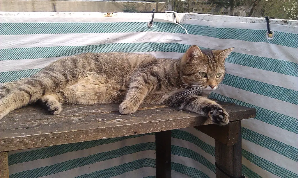 Image from Kitty