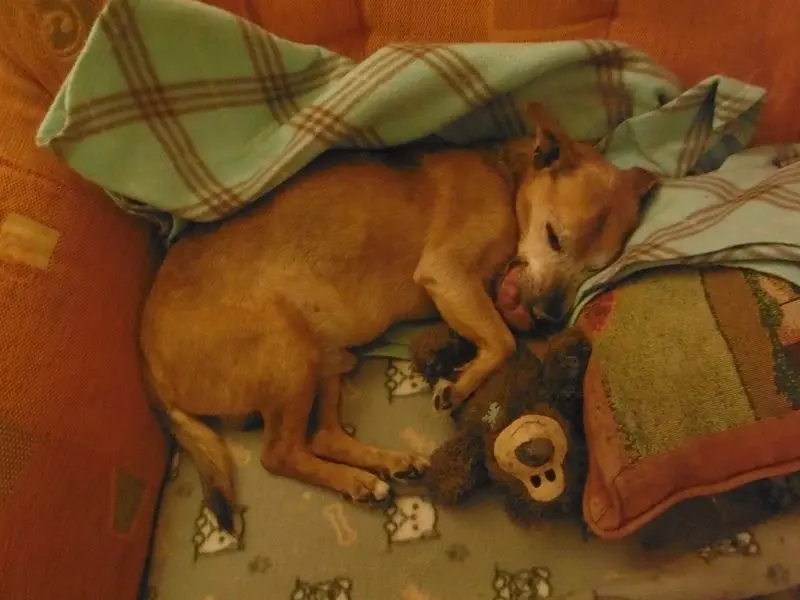 Condolence image of Conny und Peter mit Picco tief in unseren Herzen