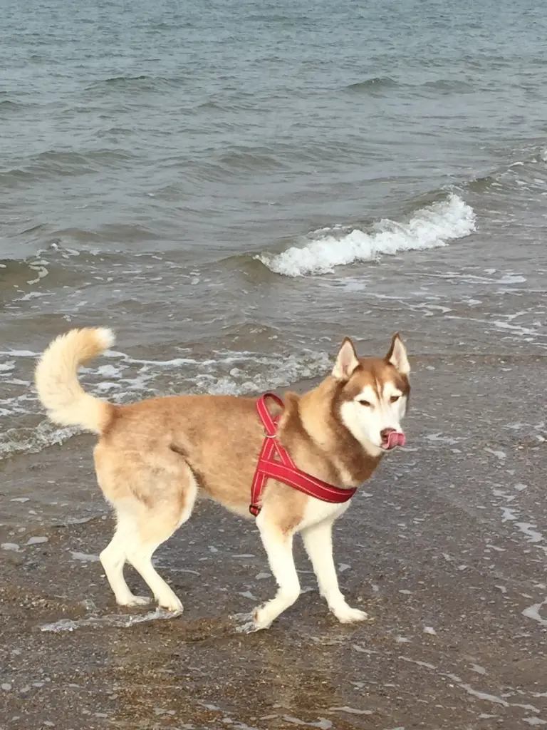 Image from Akito