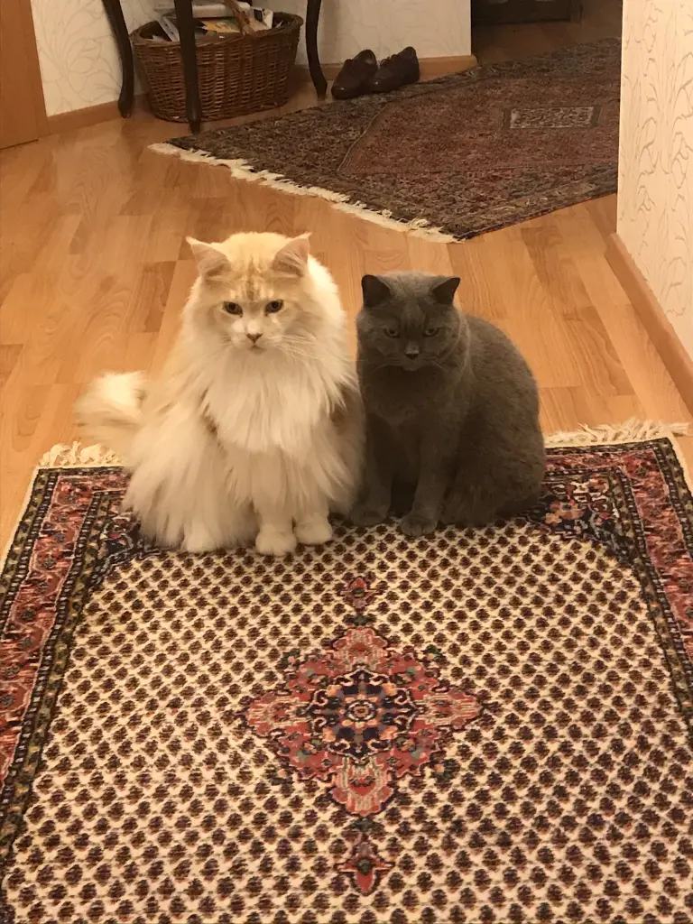 Image from Boris