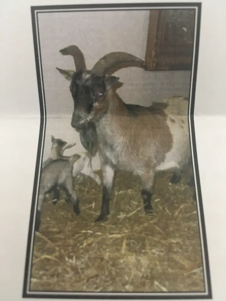 Image from Mara