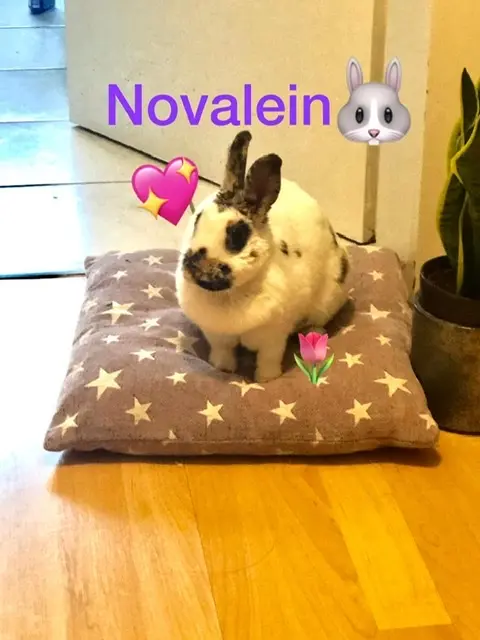 Image from Nova