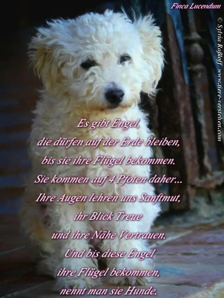 Condolence image of Katrin und Katzi im ❤️