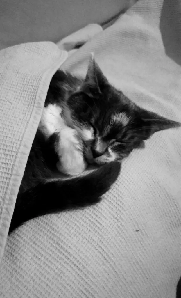 Image from Missi