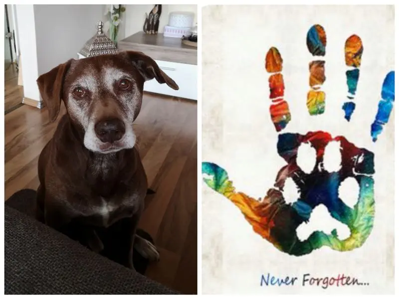 Condolence image of Steffi für Ben für immer in meinem ♥