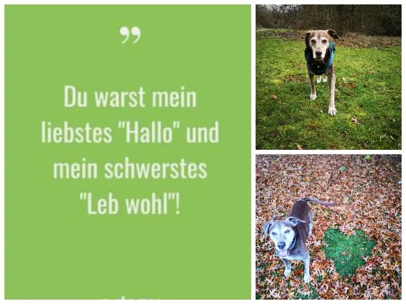 Condolence image of Steffi für Ben tief im ♥ und Lucy an meiner Seite