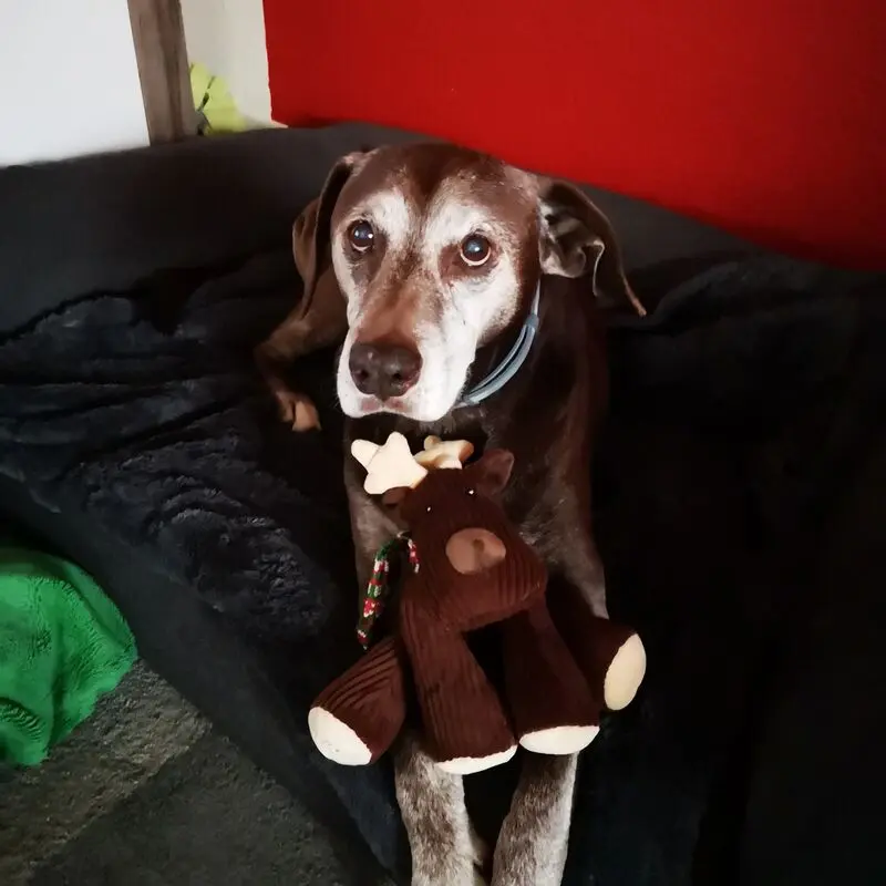 Condolence image of Von Steffi für Ben tief im ♥ und Lucy an meiner Seite
