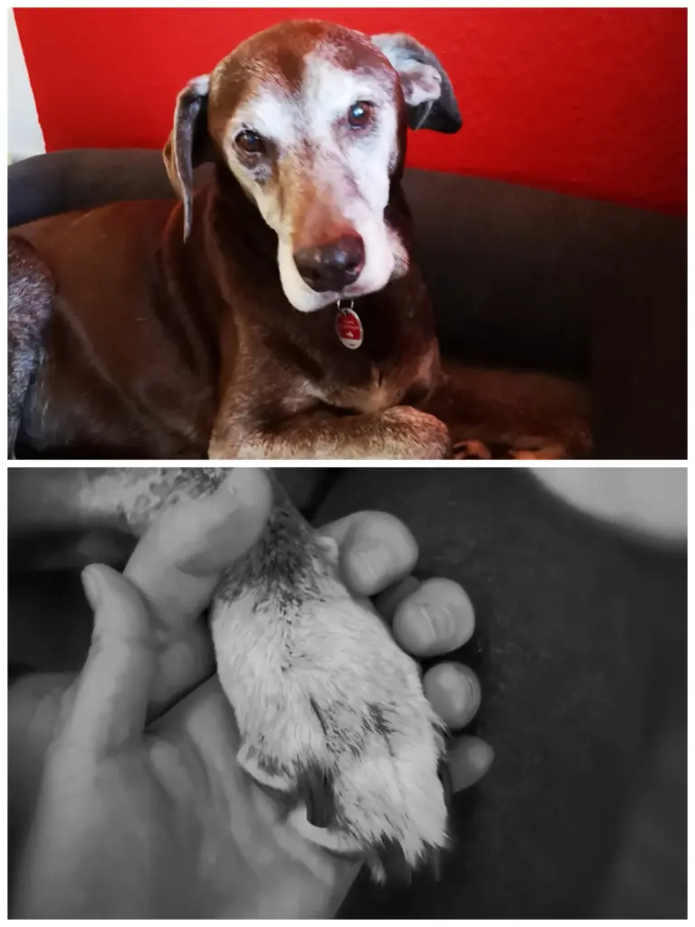 Condolence image of Steffi für Ben tief in meinem ❤️ und Lucy an meiner Seite.