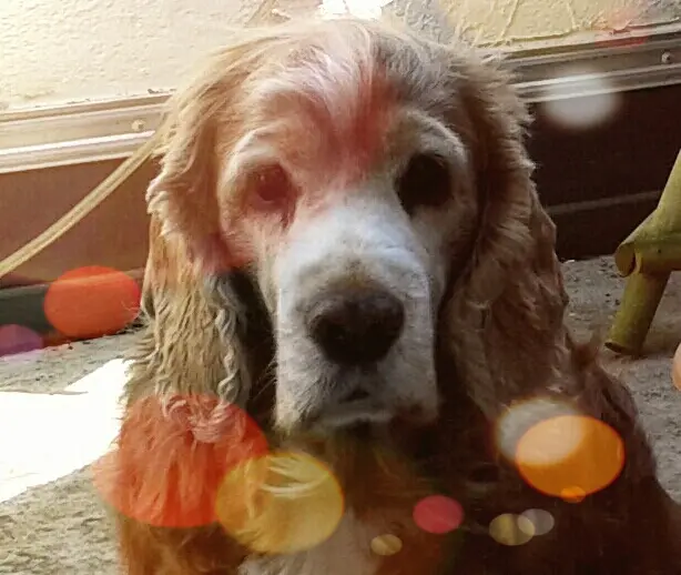 Condolence image of deine Mama