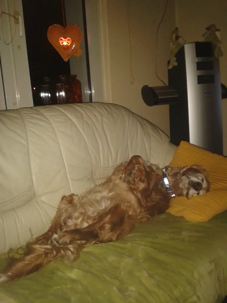 Image from Joschi