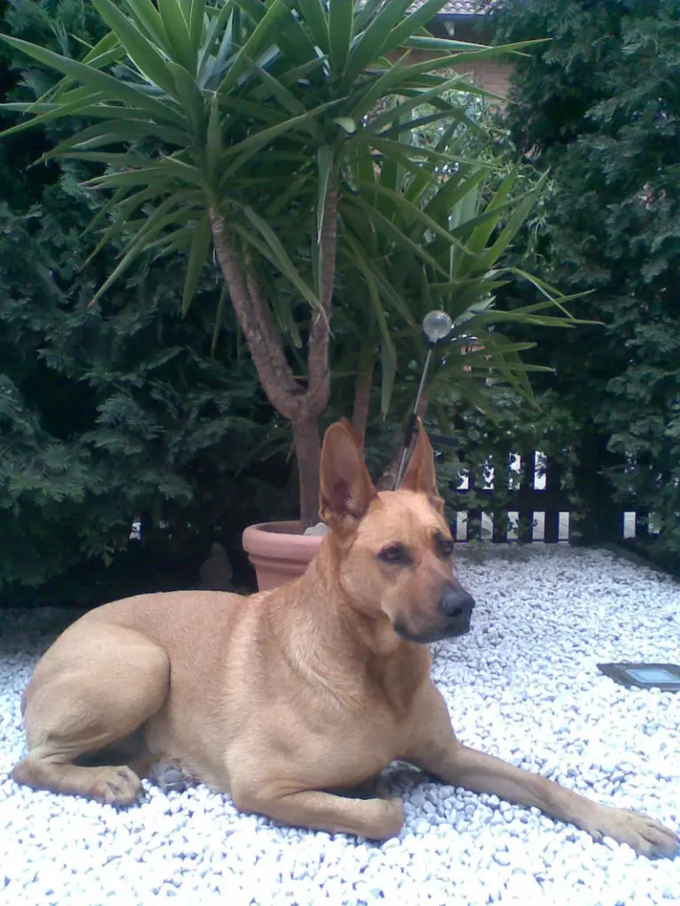 Condolence image of Rosi