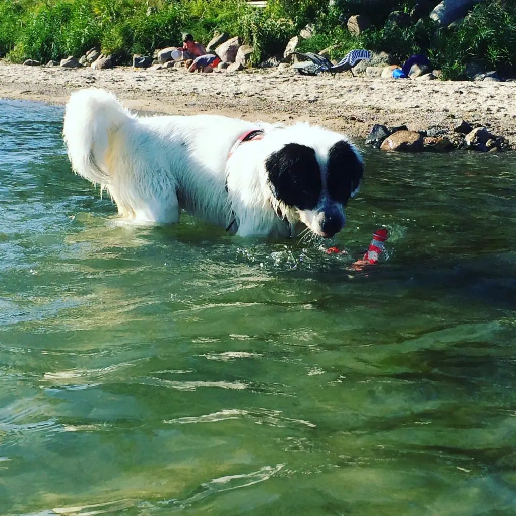 Bild von Gismo