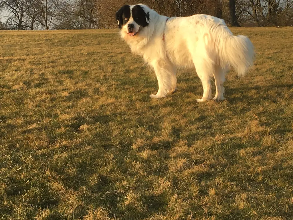 Bild von Gismo