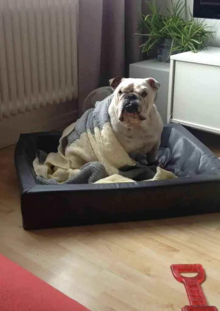 Condolence image of Yvonne mit King tief im Herzen❤️✝️13.09.2019 (eng. Bulldog)