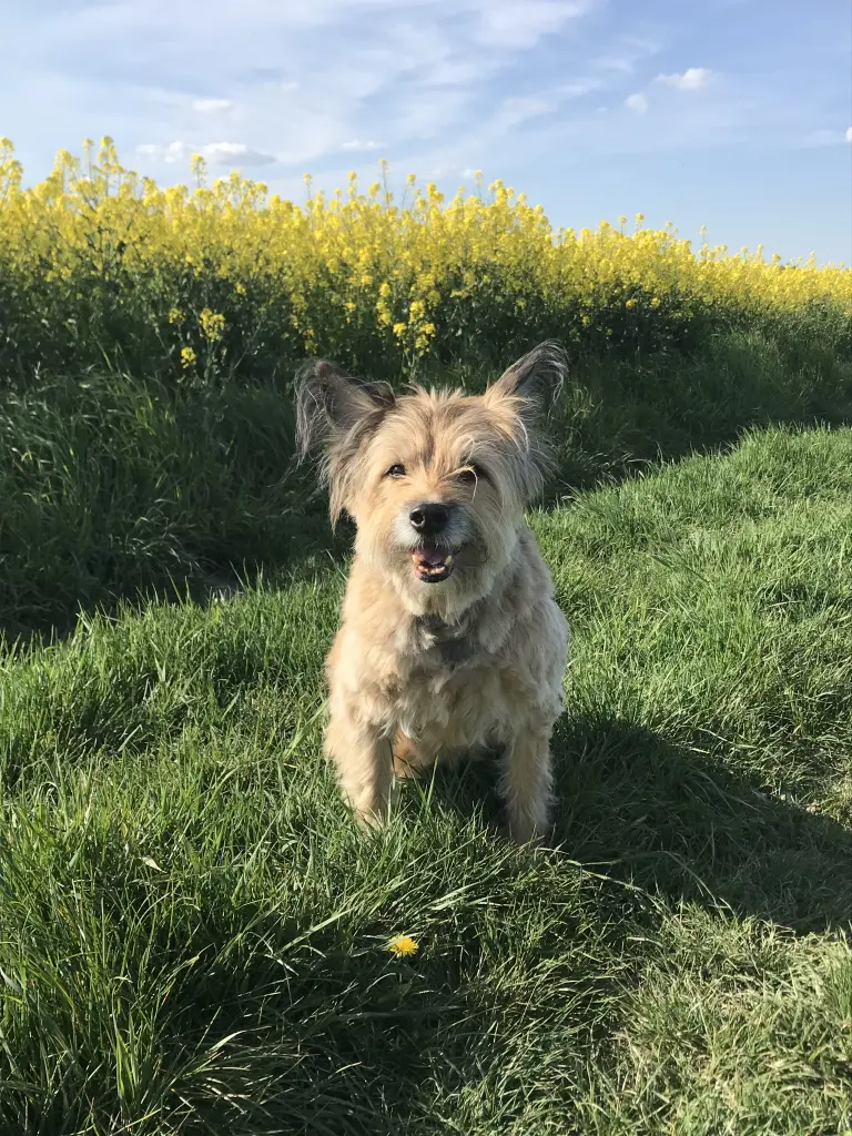 Bild von Nelly