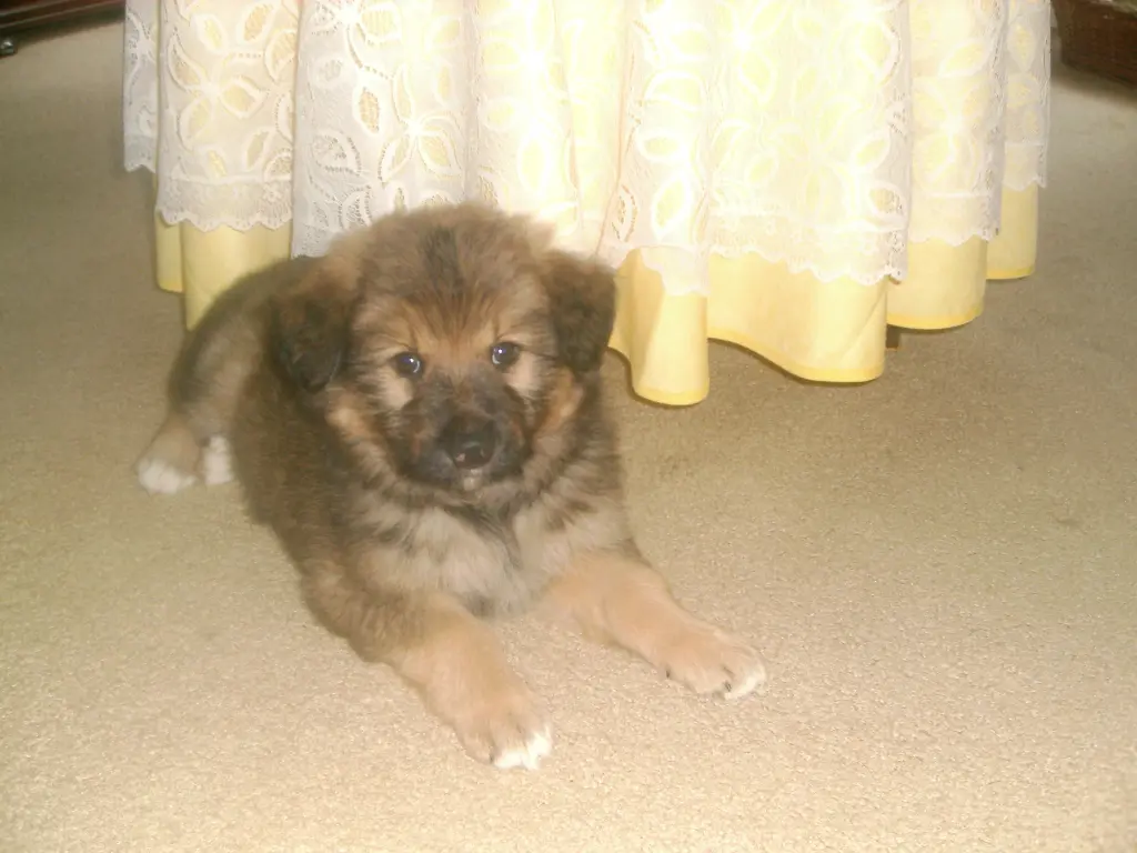 Bild von Nelly