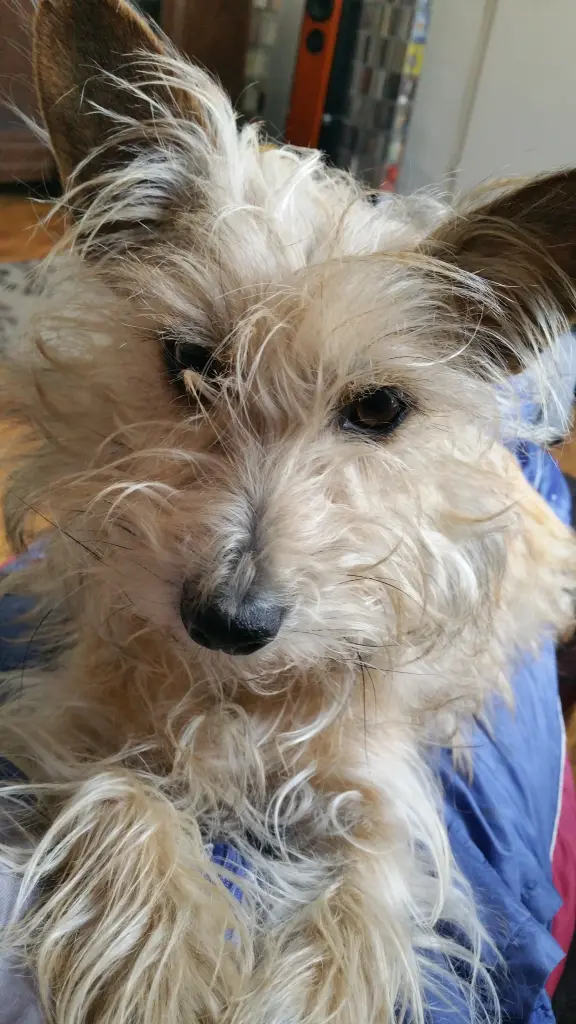 Image from Stella