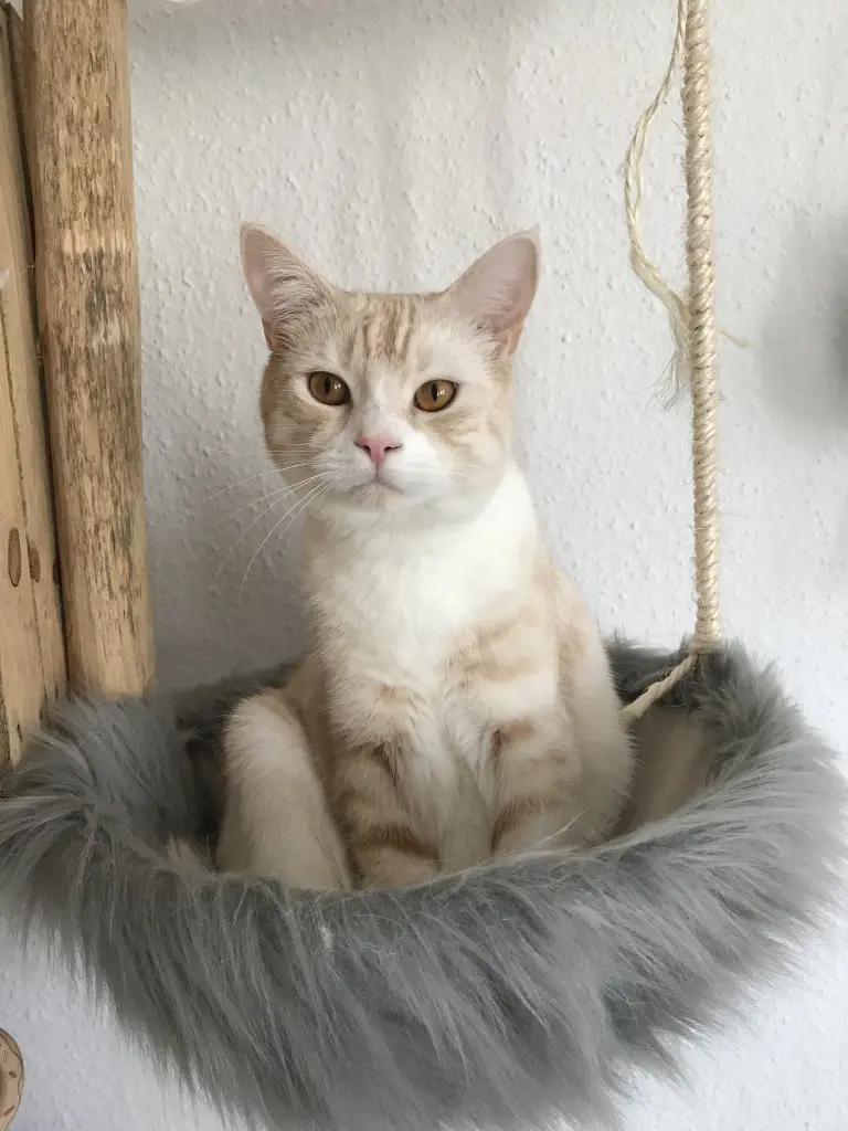 Image from Toffee