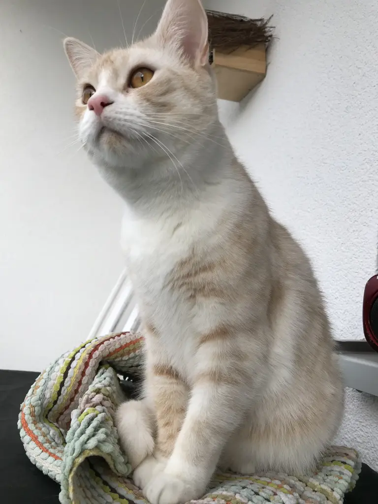 Image from Toffee