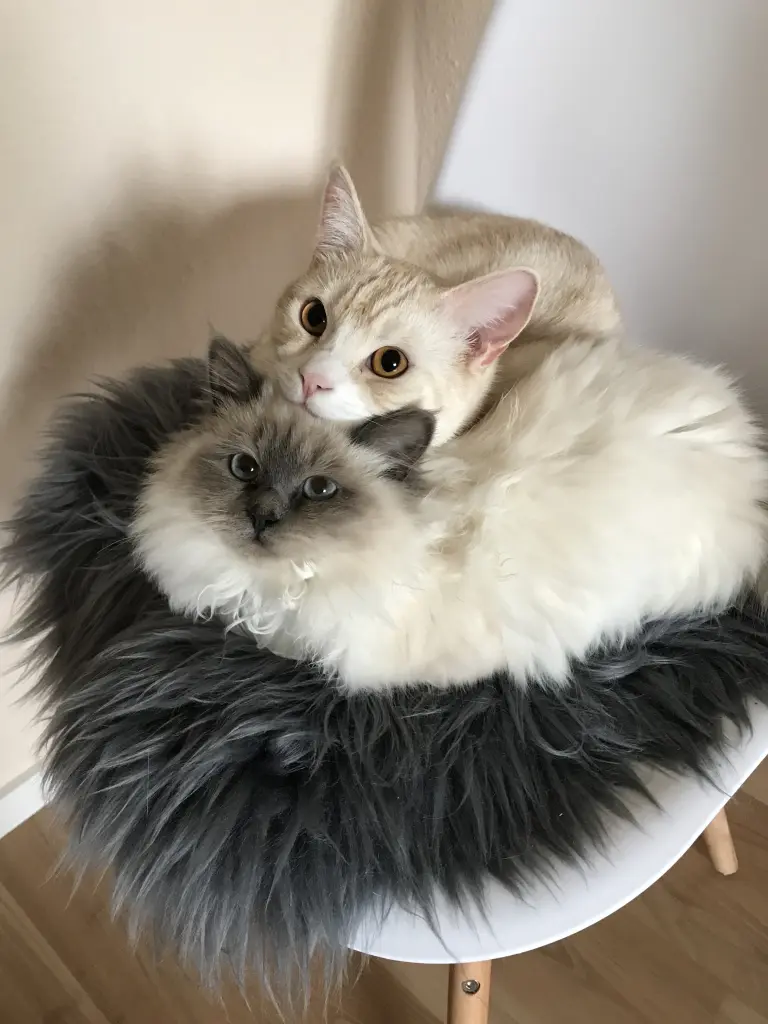 Image from Toffee
