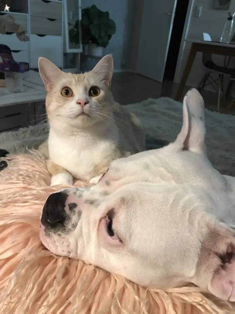 Image from Toffee