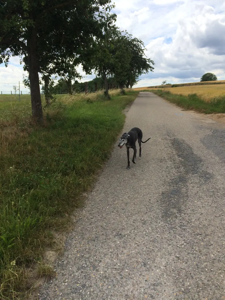 Image from Baghira