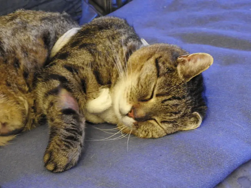 Condolence image of Vroni