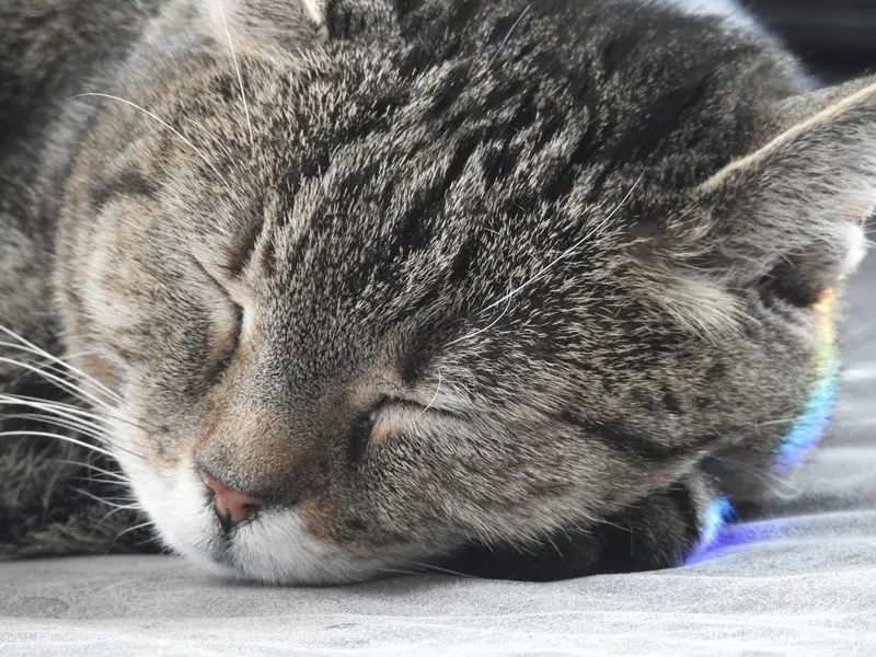 Condolence image of Vroni