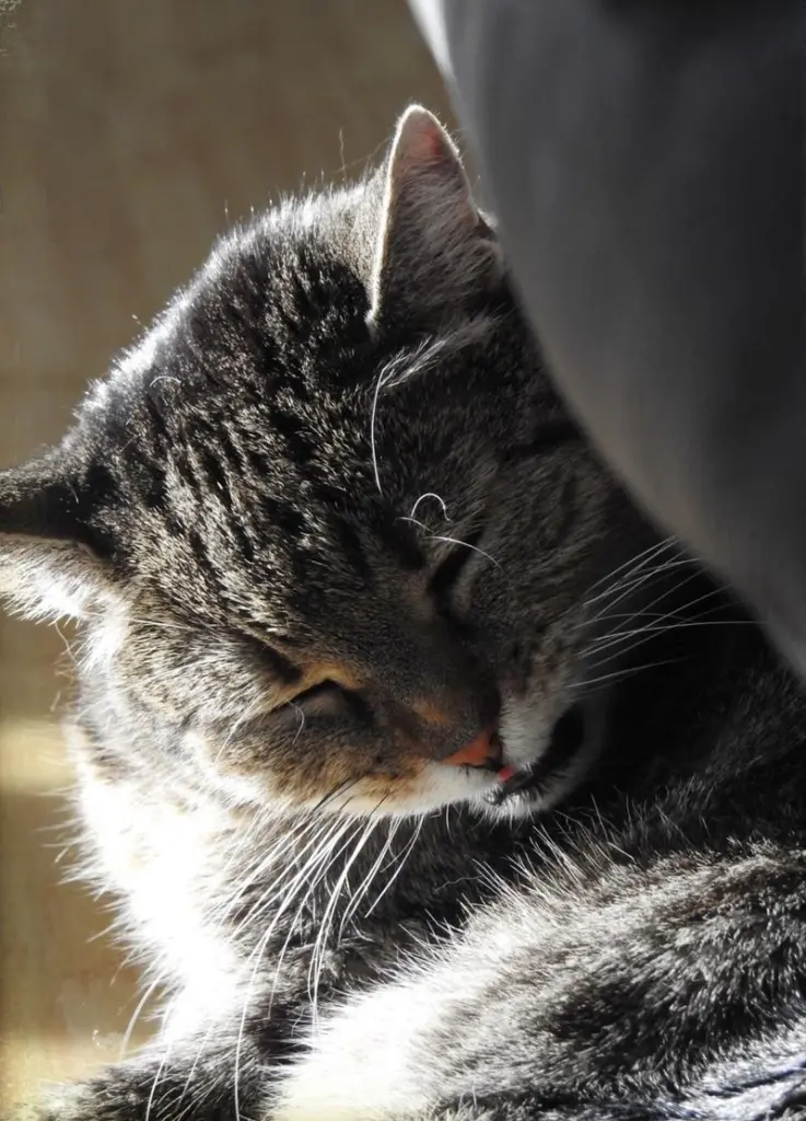 Condolence image of Vroni