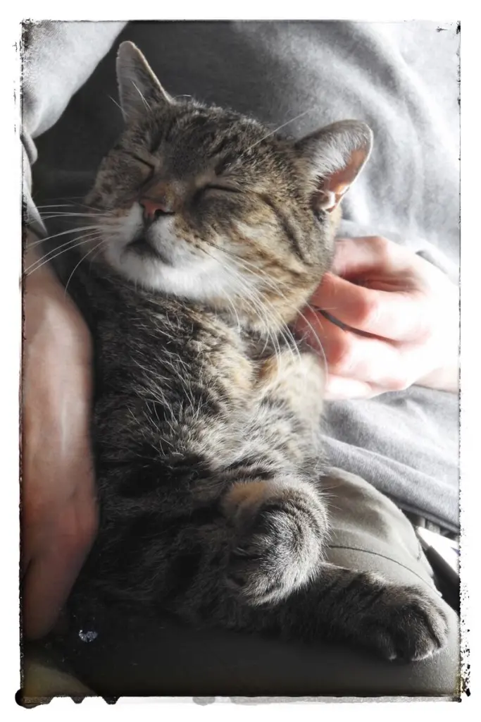 Condolence image of Vroni