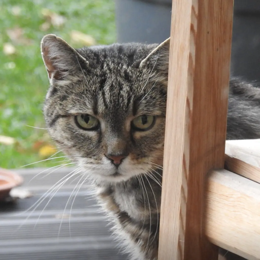 Condolence image of Vroni