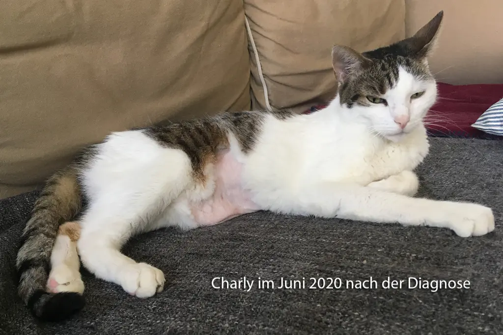 Image from Charly