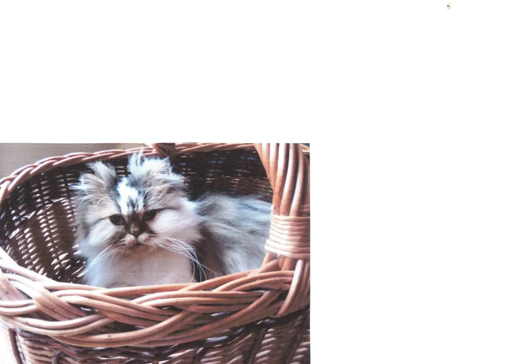 Image from Baddy 2