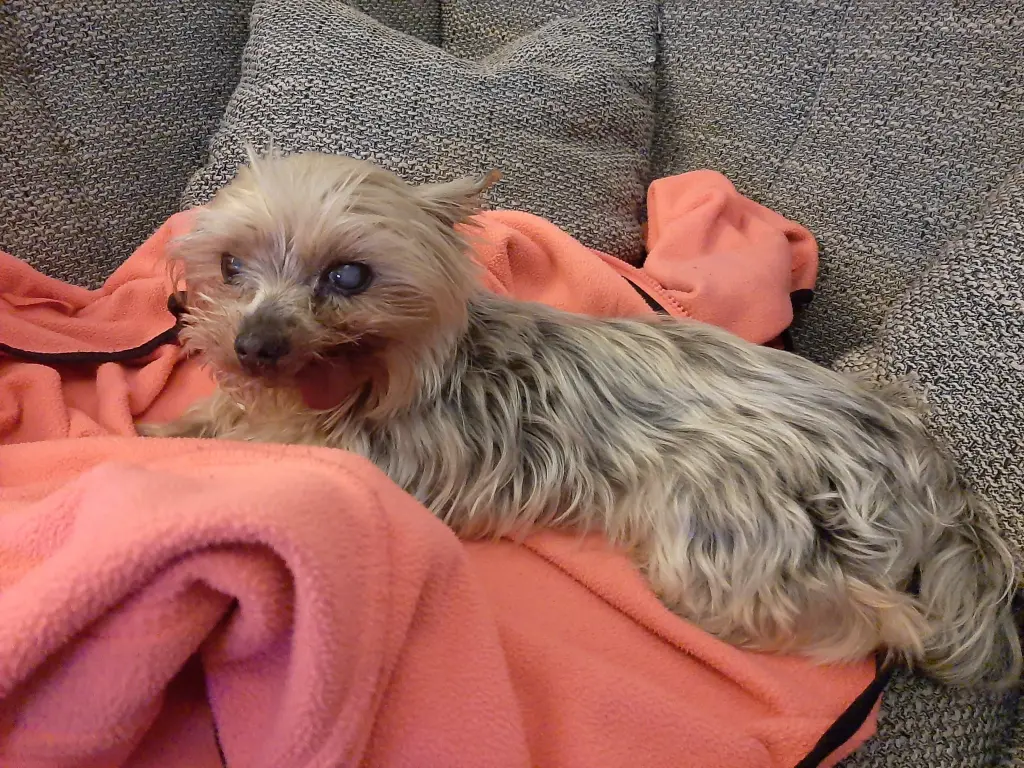 Image from Felix