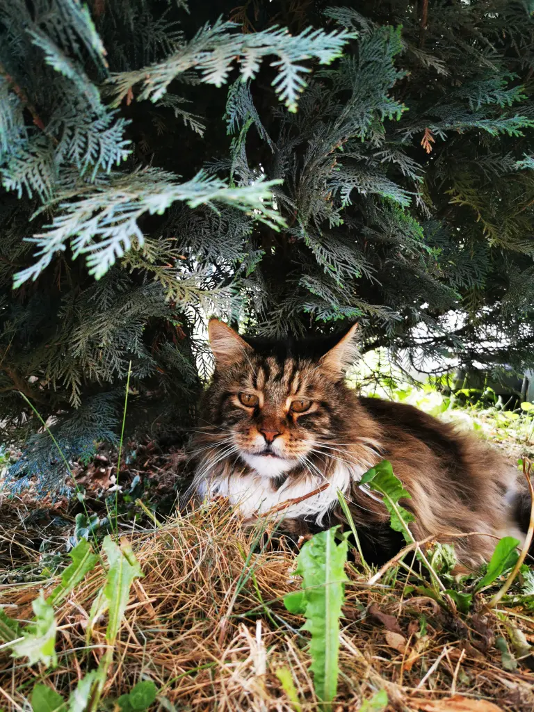 Condolence image of Sandra