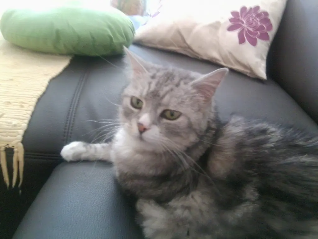 Image from Sassy