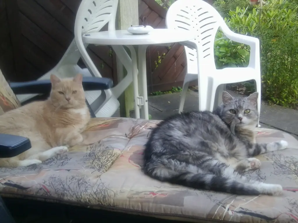Image from Sassy