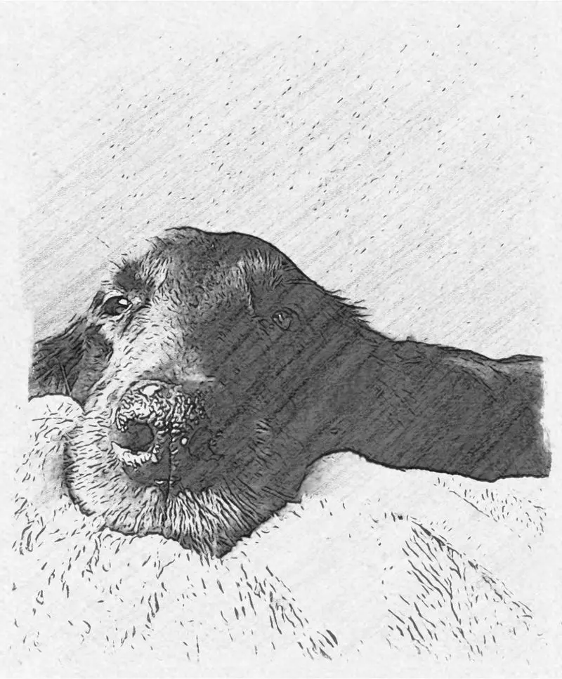 Condolence image of Manuela