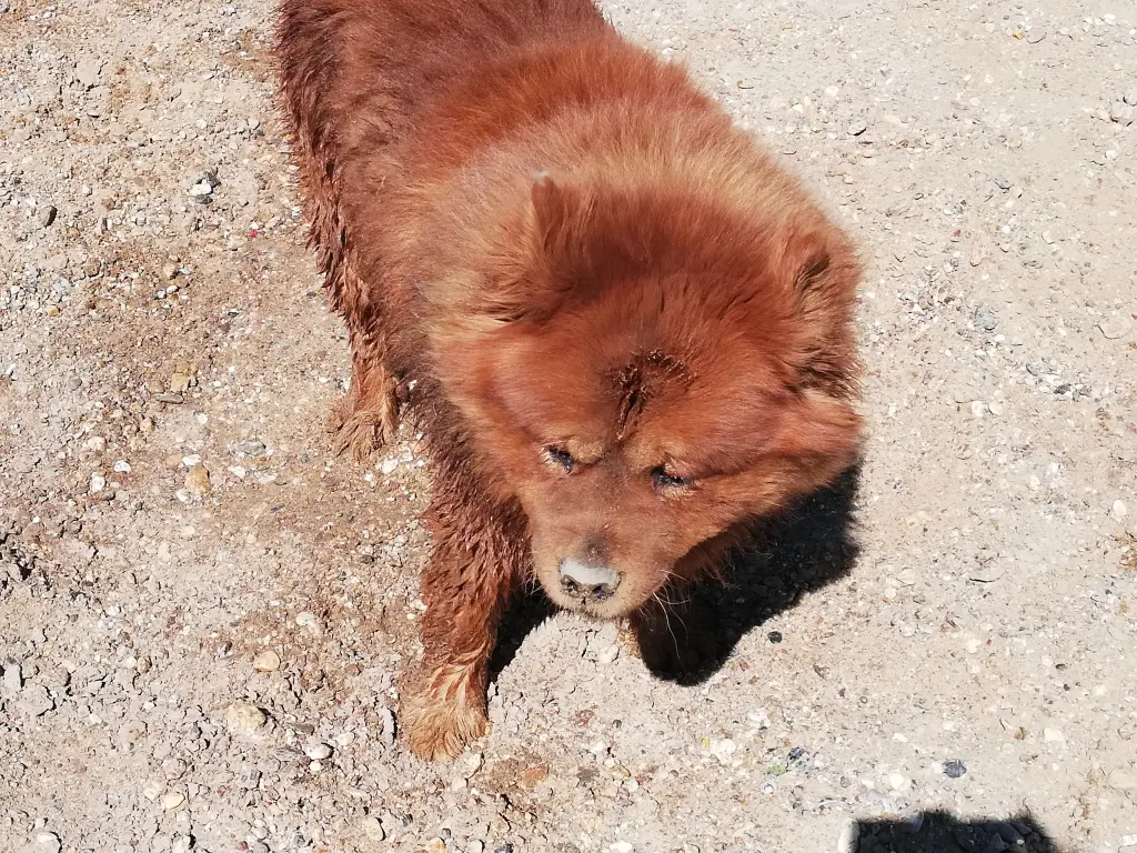 Image from Dexter
