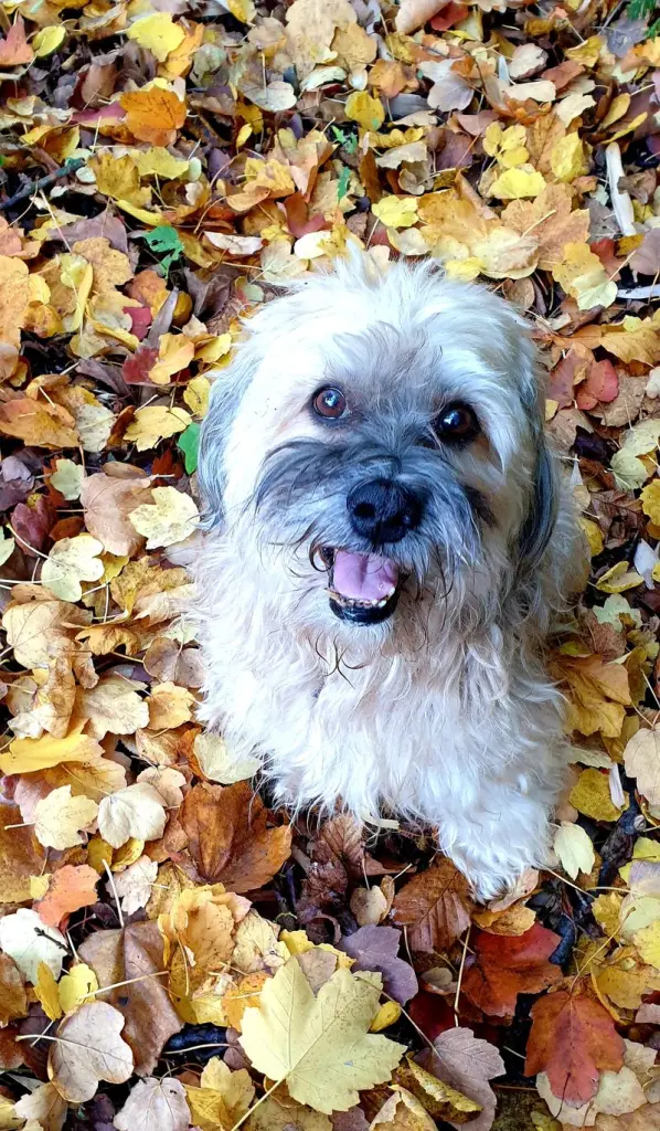 Andachtsbild von Andrea