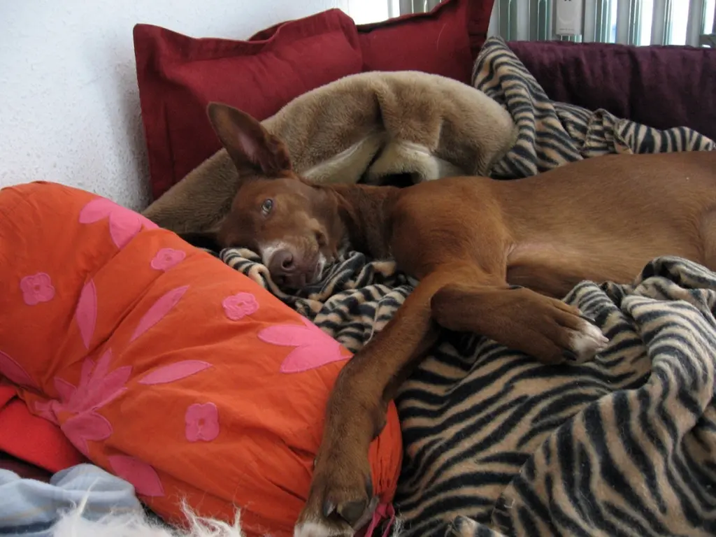 Image from Loba