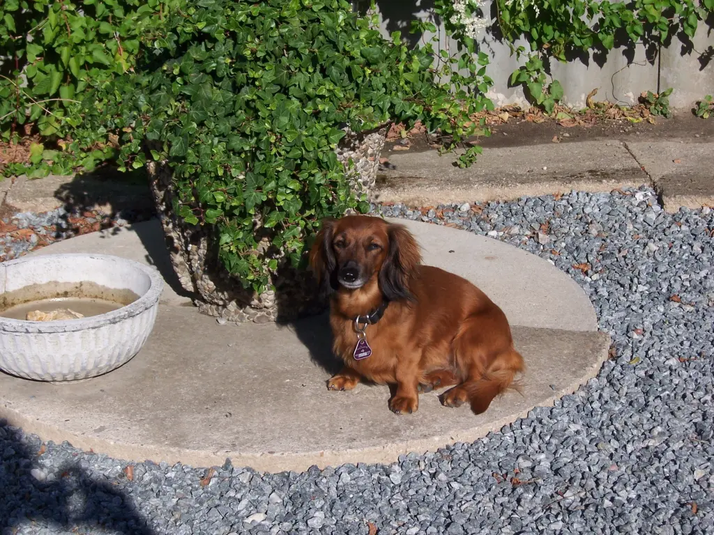 Image from Trixie