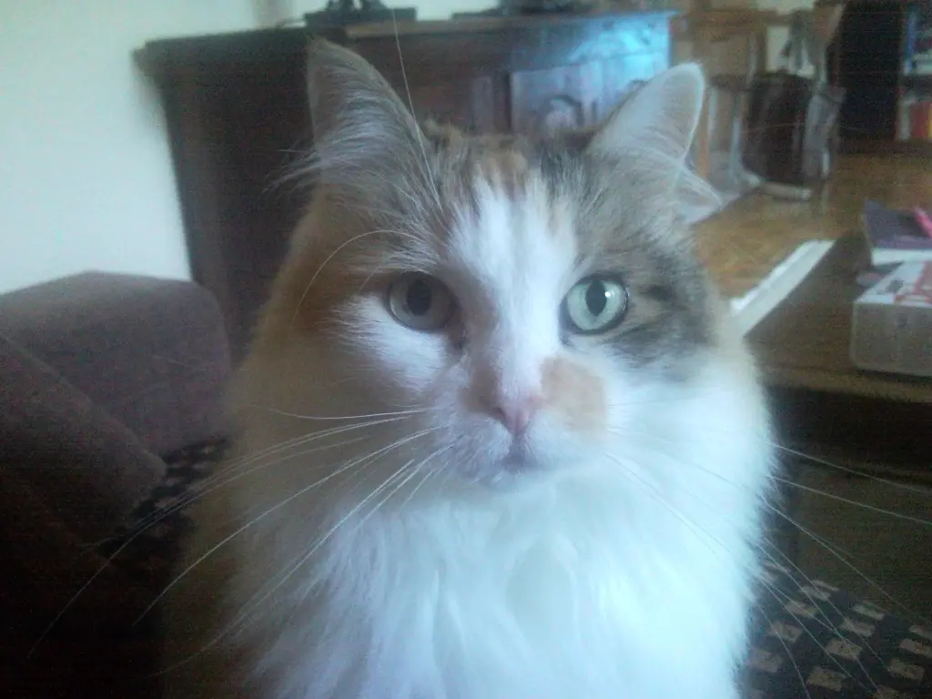 Image from Liselotte