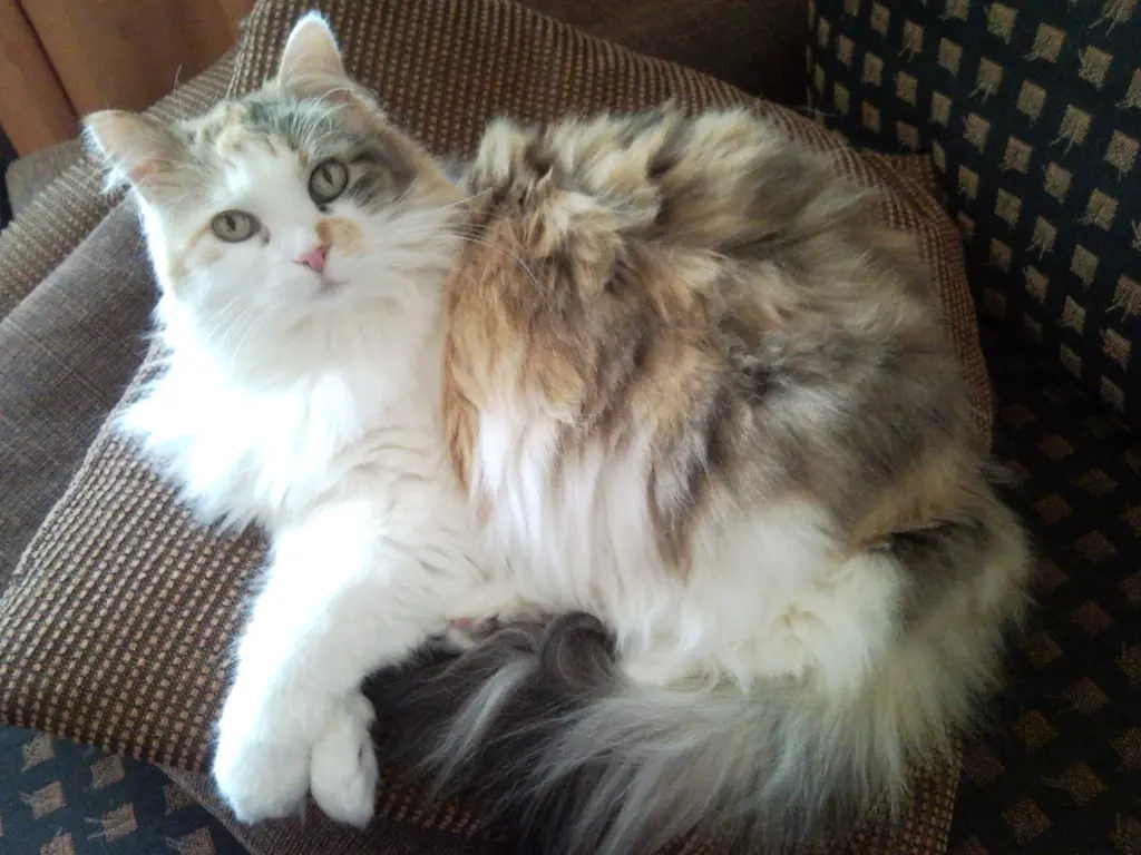 Image from Liselotte