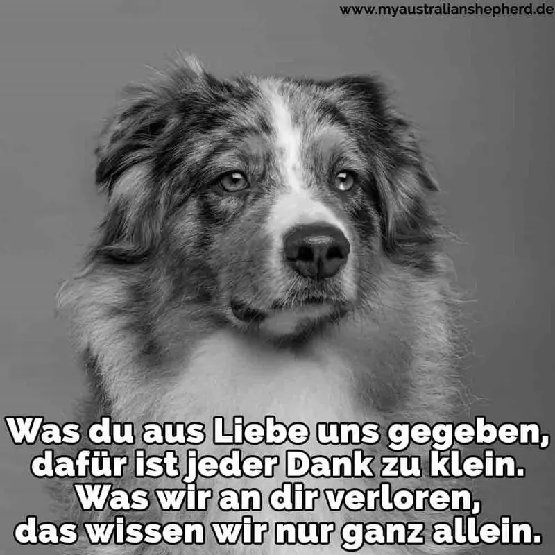 Condolence image of Katrin und Katzi im ❤️