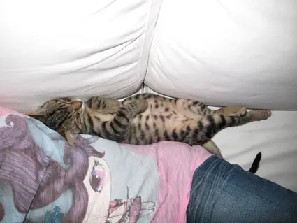 Image from Tiger